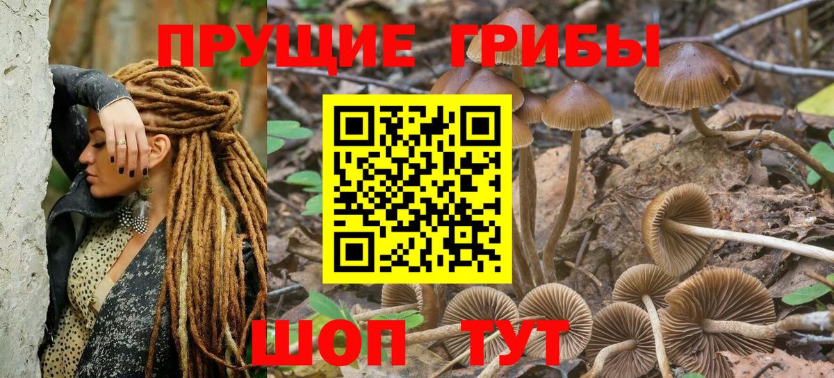 Галлюциногенные грибы Psilocybine cubensis  Вход с VPN  Отрадный 